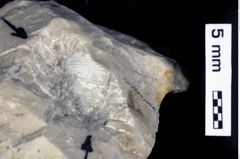 Foto (Detailansicht) von Discutiolira moesica (Muţiu & Bădăluţă, 1971) (NHMW-GEO-1990-0041-0527)